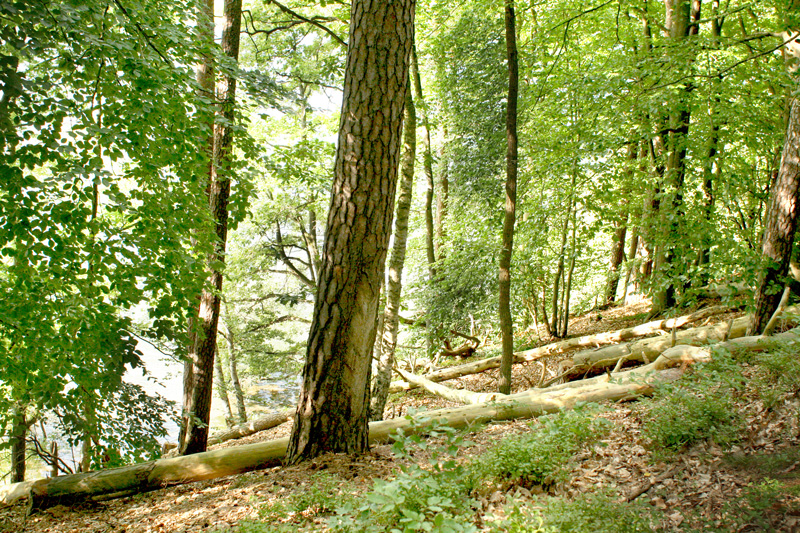 Der Bootssteg grenzt unmittelbar an naturbelassene Wälder und Naturschutzgebiete ... 